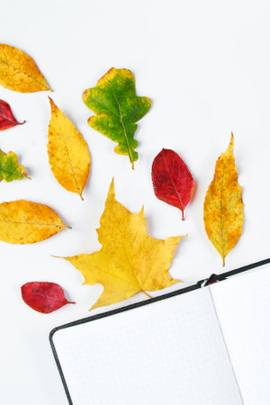 Hello autumn. Blank notebook and yellow fallen leaves on a white background. Beginning of the fall season. Flat lay, copy space.の写真素材