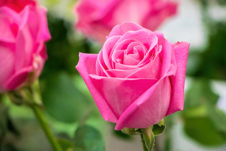 Bouquet of roses in flower shop. Delicate pink flowers close up. Sale of roses for holiday Valentines Day.の写真素材