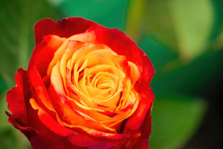 Beautiful red and yellow bicolor rose close up. Growing decorative roses in garden. Natural background.の写真素材