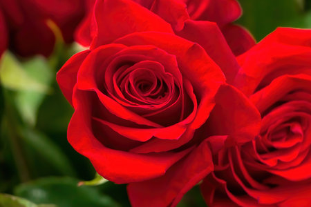 Bouquet of red roses in flower shop. Fresh scarlet roses close-up. Gift for Valentines day or birthday.の写真素材