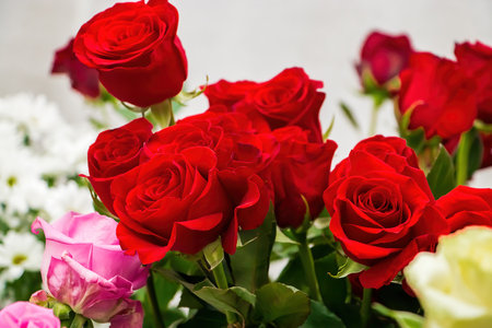 Bouquet of red roses in flower shop. Fresh scarlet roses close-up. Gift for Valentines day or birthday.の写真素材
