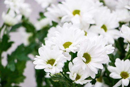 White chrysanthemums in flower shop. Fresh flowers close up. Delicate flowers for wedding.の写真素材