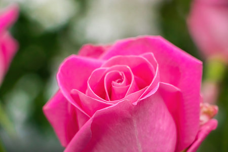 Bouquet of roses in flower shop. Delicate pink flowers close up. Sale of roses for holiday Valentines Day.の写真素材