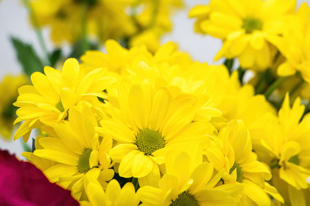 Yellow chrysanthemums in flower shop. Fresh flowers close up. Delicate flowers for wedding.の写真素材