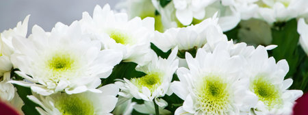 White chrysanthemums in flower shop. Fresh flowers close up. Delicate flowers for wedding. Banner format.の写真素材
