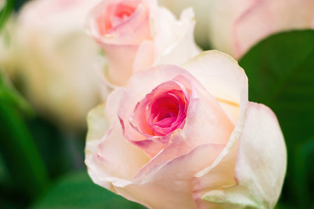 Delicate pink roses close-up. Bouquet of flowers in flower shop. Growing roses in garden. Gift for Valentines Day.の写真素材