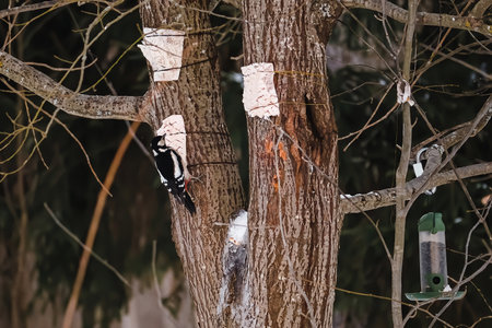 Great Spotted Woodpecker sits on tree and eats food from feeder. Feeding birds in winter. Caring for nature, conservation of bird species.の写真素材