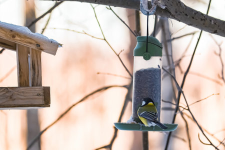 Garden bird Great Tit Parus Major eating from wooden feeder. Care for nature, feeding birds in winter.の写真素材