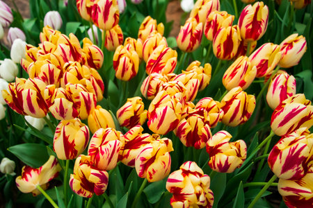 Colorful fresh tulips in park. Spring Tulip Festival. Bright festive flowers.の写真素材