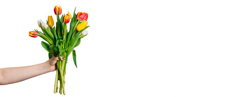 Female hands holding bouquet of fresh colorful tulips. Spring flowers on white background. Holiday gift.の写真素材