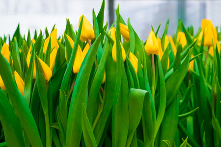 Tulip Festival. Bright colorful flowers close-up. Spring and holiday symbol.の写真素材