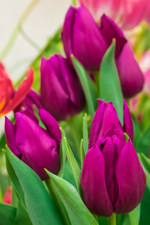 Growing tulips. Fresh flowers in the farm field. Happy spring time.の写真素材