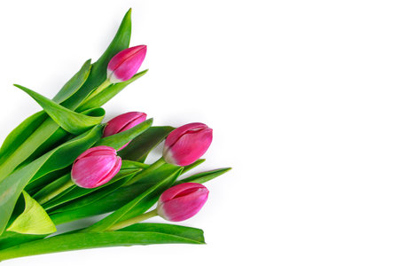 Bouquet of pink tulips on white background. Fresh spring flowers. Place for text. Minimalism.の写真素材