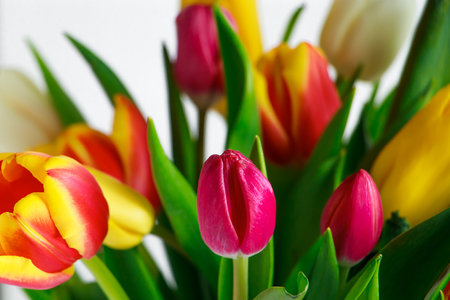Tulip bud close up. Fresh spring flower. Springtime and holiday symbol.の写真素材