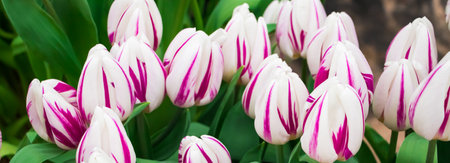 Blooming colorful tulips. Spring symbol, banner for your design.の写真素材
