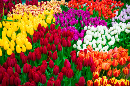Fresh spring tulips on flower field. Tulip Festival. Bright Easter flowers.の写真素材