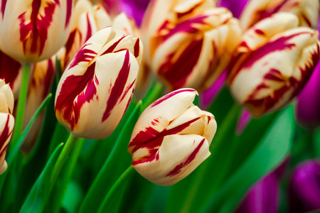 Beautiful bouquets of colorful tulips in flower shop. Spring fresh flowers.の写真素材