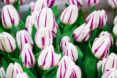 Delicate blooming tulip close-up. Field with bright tulips. Festival of flowers.の写真素材