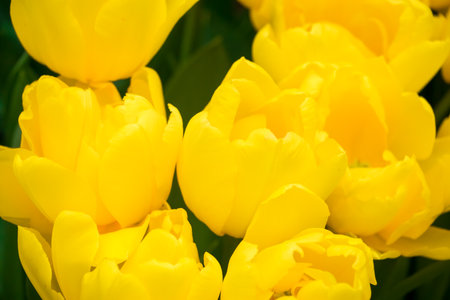 Field of bright fresh tulips. Spring Festival of Flowers. Colorful buds on flowerbed in city park.の写真素材
