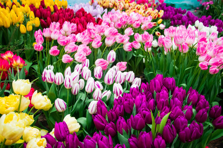 Happy springtime. Tulip festival in city garden. Colorful multicolored flowers.の写真素材