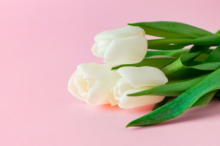 Fresh white tulips on pink background. Symbol of purity and tenderness. Place for text.の写真素材