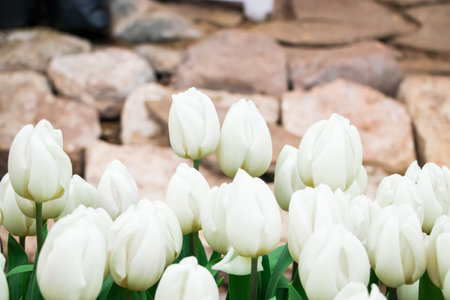 Field of bright fresh tulips. Spring Festival of Flowers. Colorful buds on flowerbed in city park.の写真素材