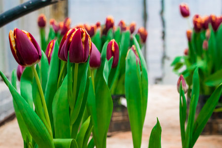 Burgundy tulips in seedling boxes. Growing flowers in greenhouse. Gardening concept.の写真素材