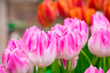 Colorful fresh tulips in park. Spring Tulip Festival. Bright festive flowers.の写真素材