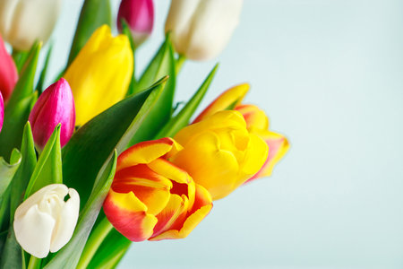 Colorful fresh tulips on light background. Spring symbol. Happy easter.の写真素材