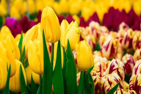 Growing tulips. Fresh flowers in the farm field. Happy spring time.の写真素材