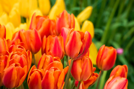Field of bright fresh tulips. Spring Festival of Flowers. Colorful buds on flowerbed in city park.の写真素材