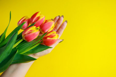 Woman holds bouquet of tulips in her hands. Delicate spring flowers on yellow background. Holiday gift.の写真素材