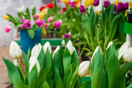 White and red tulips in seedling boxes. Growing flowers in greenhouse for sale. Gardening business concept.の写真素材