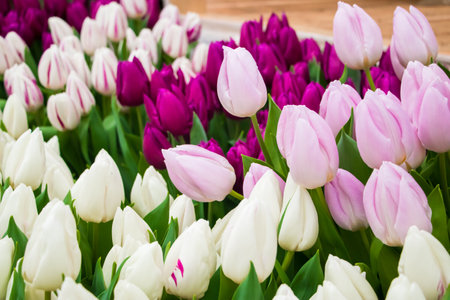 Growing tulips. Fresh flowers in the farm field. Happy spring time.の写真素材