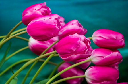 Happy springtime. Tulip festival in city garden. Colorful multicolored flowers.の写真素材