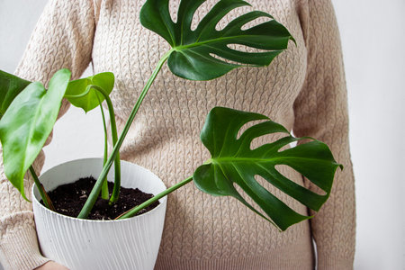 Woman in light sweater holds pot of green houseplant in her hands. Sustainable lifestyle concept.の写真素材