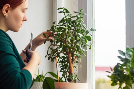 Young woman in yellow rubber gloves is replanting and pruning house plants. Home gardening, sustainable living, lifestyle.の写真素材