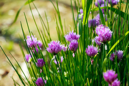 Purple flowers of wild onion allium in sun. Blooming wild spring plants. Gardening and floriculture.