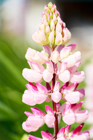 Pink lupine flowers close up in sun. Blooming wild plants. Lupines field.の写真素材