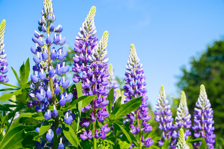 Purple lupine flowers in sun. Blooming wild plants. Lupines field.の写真素材