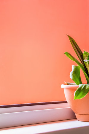 Flower in pot stands on windowsill near an open window. Decorative green plant, home interior. Copy space.の写真素材