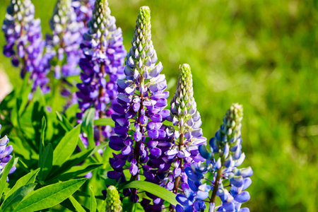 Purple lupine flowers in sun. Blooming wild plants. Lupines field.の写真素材