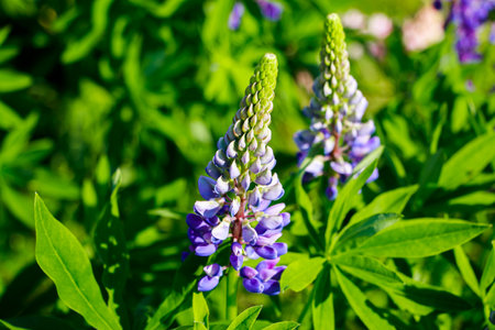 Purple lupine flowers in sun. Blooming wild plants. Lupines field.