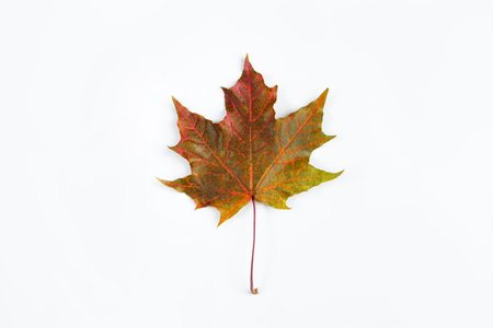 Red maple leaf isolated on a white background. Autumn fallen leaves.の写真素材