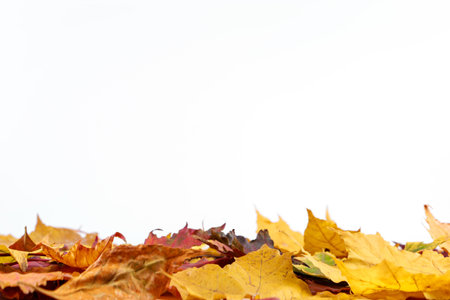 Autumn fallen leaves on a white background. Yellow colorful foliage. Copy space.の写真素材