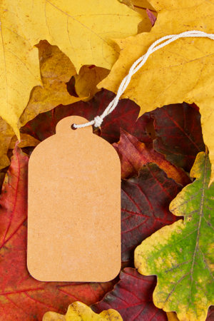 Blank label on colored fallen leaves. Autumn sale and discounts. Thanksgiving and harvest concept. Copy space.の写真素材