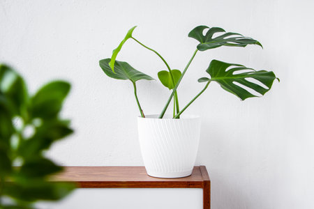 Fashionable house plant Monstera in pot on white background. Modern scandinavian style and interior decor. Sustainable living.の写真素材