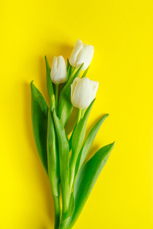 White delicate tulips on yellow background. Spring symbol. Place for your text.の写真素材