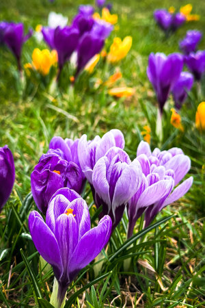 Multicolored crocuses in the spring garden. Natural background. Saffron flowers.の写真素材