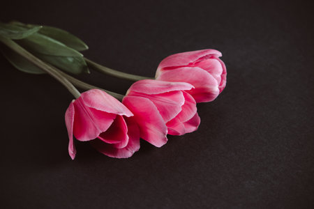 Pink tulips on dark background. Vintage style. Place for text.の写真素材